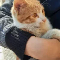 گربه نر|حیوانات|اصفهان, باغ گلها|دیوار