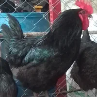 فروش تخم مرغ نطفه دار نژاد آیسبار اصل
