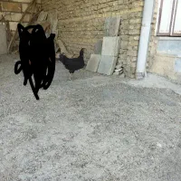 مرغ لاری