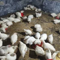 مرغ فروشی|حیوانات مزرعه|اشترینان, |دیوار