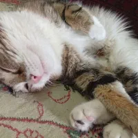 واگذاری گربه رایگان|گربه|بیرجند, |دیوار