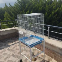 شاه طوطی نر رام و دستی|پرنده|چالوس, |دیوار