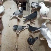 دسته کفتر پلاکی زدوخوردی جنگی|پرنده|شیراز, ویلاشهر|دیوار