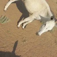 خر نر برای فروش|حیوانات مزرعه|باوی, |دیوار