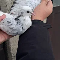 کفتر|پرنده|شهریار, شهریار|دیوار