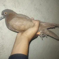 کفتر سرخ|پرنده|فولادشهر, B2|دیوار