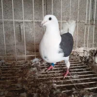 پشت سیاه ماده