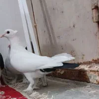 نر کلاغ گوک با گلی گوک|پرنده|راور, |دیوار