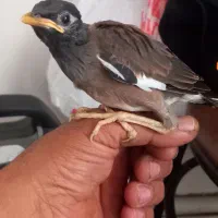 جوجه مینا