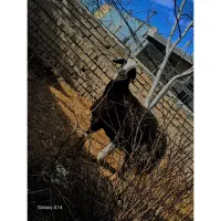 گــوسفند قــزل درجه یـک جـوان