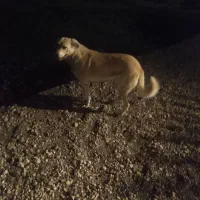 سگ نگهبان ماده|سگ|نوشهر, |دیوار