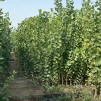 نهال صنوبر آماده برای کاشت حرفه‌ای|خدمات باغبانی و درختکاری|اردبیل, |دیوار