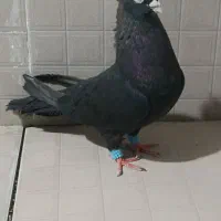 کبوتر سیاه نر