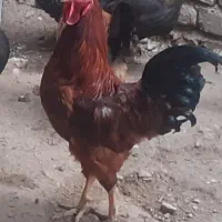 خروس  محلی