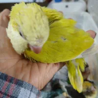 جوجه سرلاکی|پرنده|تهران, شهرک آتی شهر|دیوار