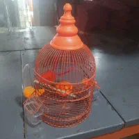 قفس سره قناری شیک