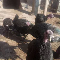 فروش بوقلمون|حیوانات مزرعه|نیشابور, مبارکه|دیوار