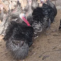 بقلمون .مرغ گلین .طوسی چناران .|حیوانات مزرعه|مشهد, امیریه|دیوار