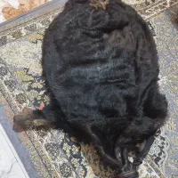 خیگ روغنی