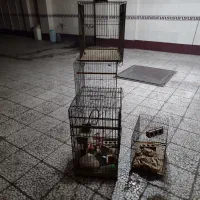 قفس پرنده|لوازم جانبی حیوانات|بوئین زهرا, |دیوار