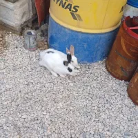 خرگوش