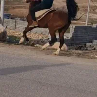 اسب مادیون محشر