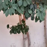 خانه ویلایی|فروش خانه و ویلا|رضوانشهر, |دیوار