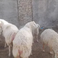 دو عدد قوچ جوان مغان