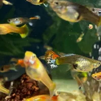 ماهی گوپی|ماهی|تهران, شمیراننو|دیوار