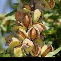 نهال  پیوندی گلدانی  قوی در نهالستان یاس نسترن|خدمات باغبانی و درختکاری|بیرجند, |دیوار