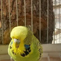 مرغ عشق انگلیسی ماده آماده مست سالم بالغ|پرنده|تهران, خانی آباد نو شمالی|دیوار