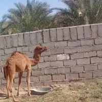 سلا هاشی نر سر حال بخور