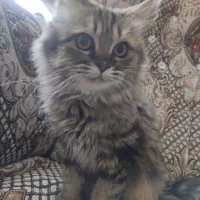 گربه پرشین|گربه|مراغه, |دیوار