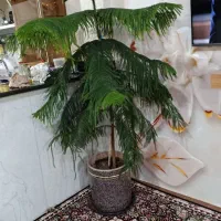 گل زیبا|گل و گیاه طبیعی|کرمانشاه, |دیوار