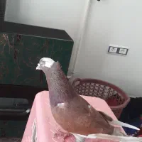 کفتر نر|پرنده|کوهدشت, |دیوار