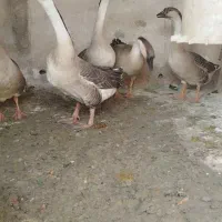 فروش قو غاز