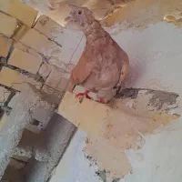 جفت دمسفید مولد