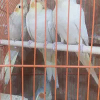 فروش عروس هلندی