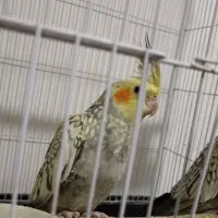 عروس هلندی گلباقالی|پرنده|قم, شاه سید علی|دیوار