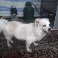 سگ خانگی فول تربیت