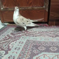 کفتر کبوتر پلاس سرور