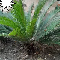 سیکاس پهن برگ درجه1 در سایز مختلف