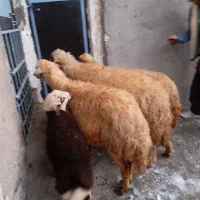 سه تا گوسفند داشتی سنجابی بابره