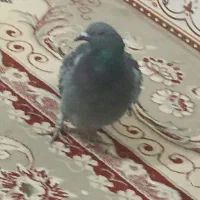 پلاکی|پرنده|اندیمشک, |دیوار