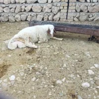 بره قوچ سنجابی اصیل