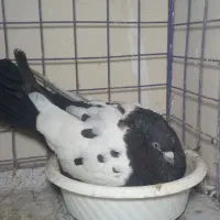 کفتر سینه دم سیاه