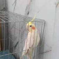 عروس هلندی ماده سالم سالم