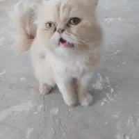 گربه پرشین|گربه|تربتحیدریه, آسایش|دیوار