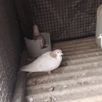 کبوتر شصتی و چادری|پرنده|تهران, مسعودیه|دیوار