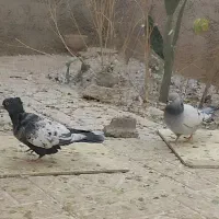 کفتر دم سفید و سینه سبز و دمبی|پرنده|صدرا-فارس, فاز ۱|دیوار